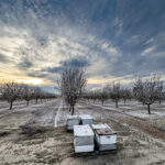Butte and Padre Bloom in Central Merced County Fuente: Mel Machado and Nicole Jansen
