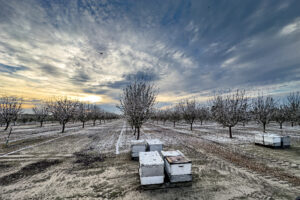 Butte and Padre Bloom in Central Merced County Fuente: Mel Machado and Nicole Jansen